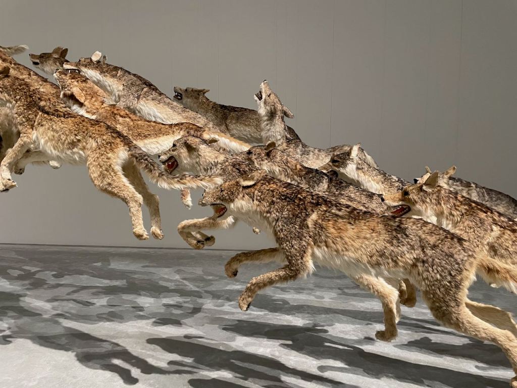 A photo of a group of lifelike wolves seemingly frozen in flight, suspended by thin strings in a concrete-floored room.